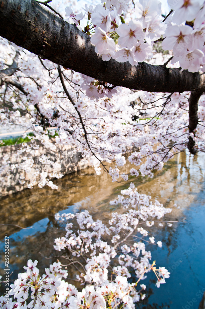 Scientific name is Cerasus ×yedoensis (Matsum.) Masam. & Suzuki ‘Somei-yoshino. 