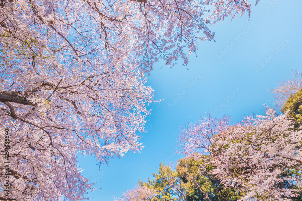 満開の桜