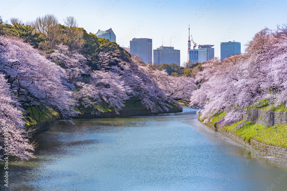 水辺に咲く満開の桜