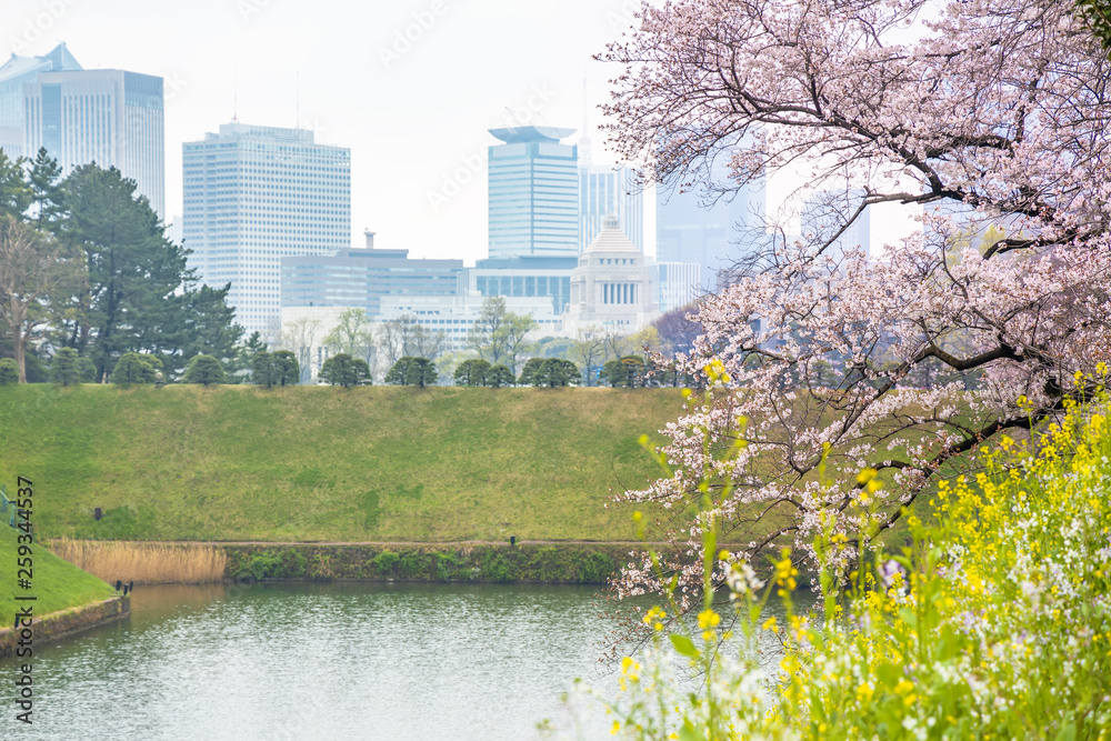 水辺に咲く菜の花と桜