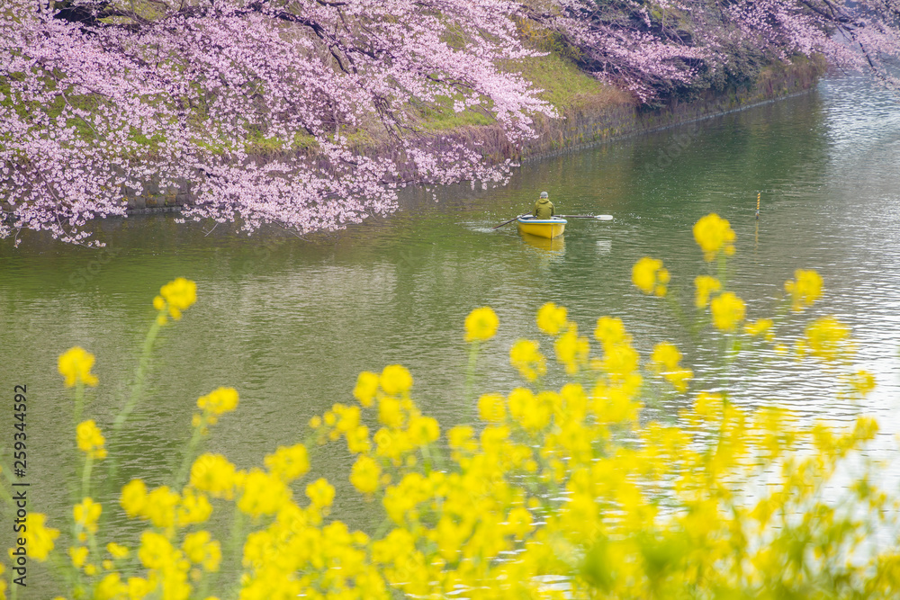 水辺に咲く菜の花と桜