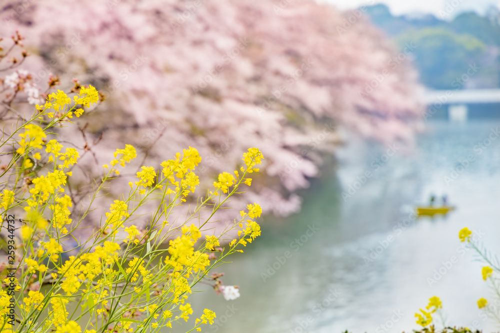 水辺に咲く菜の花と桜