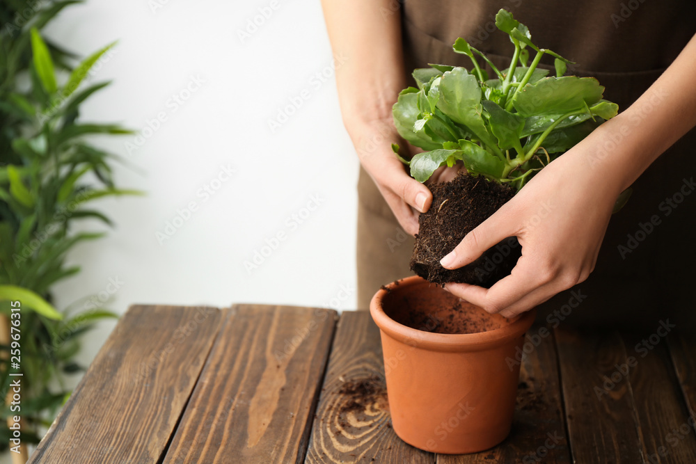 女人在木桌上放花盆里的植物