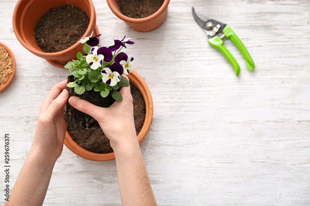 Woman setting out flowers in pots on table