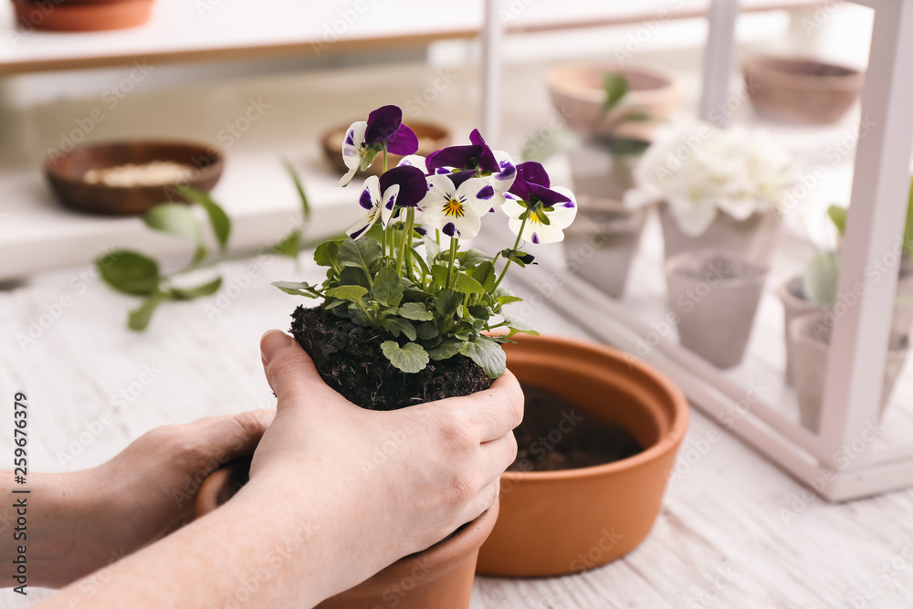 女人在桌子上放花盆里的花