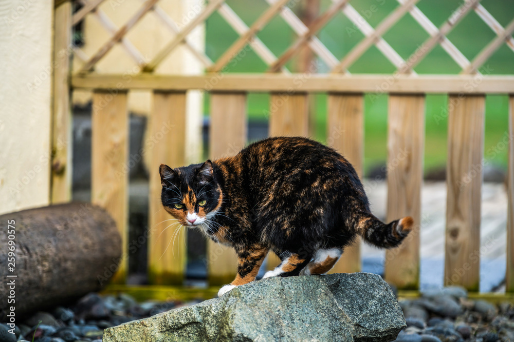 Black and brown color cat outside the house. Animal and pet.