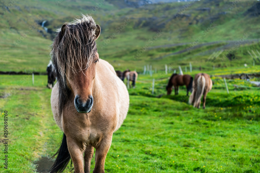 Icelandic horse in the field of scenic nature landscape of Iceland. The Icelandic horse is a breed o