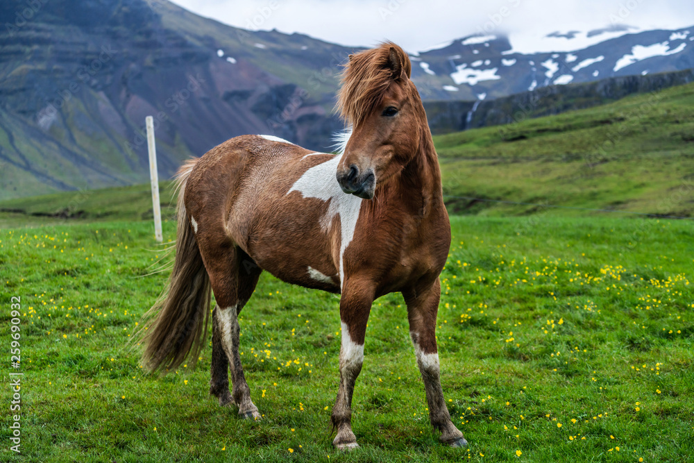 Icelandic horse in the field of scenic nature landscape of Iceland. The Icelandic horse is a breed o