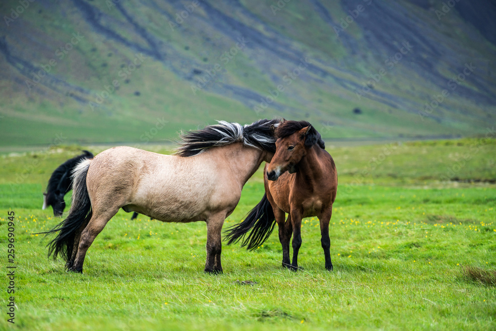 Icelandic horse in the field of scenic nature landscape of Iceland. The Icelandic horse is a breed o