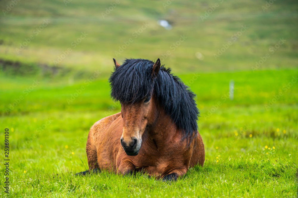 Icelandic horse in the field of scenic nature landscape of Iceland. The Icelandic horse is a breed o