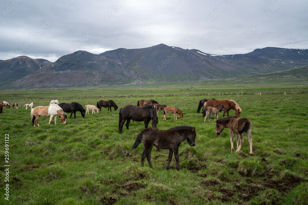 Icelandic horse in the field of scenic nature landscape of Iceland. The Icelandic horse is a breed o