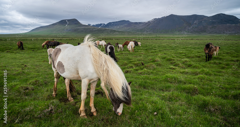 Icelandic horse in the field of scenic nature landscape of Iceland. The Icelandic horse is a breed o