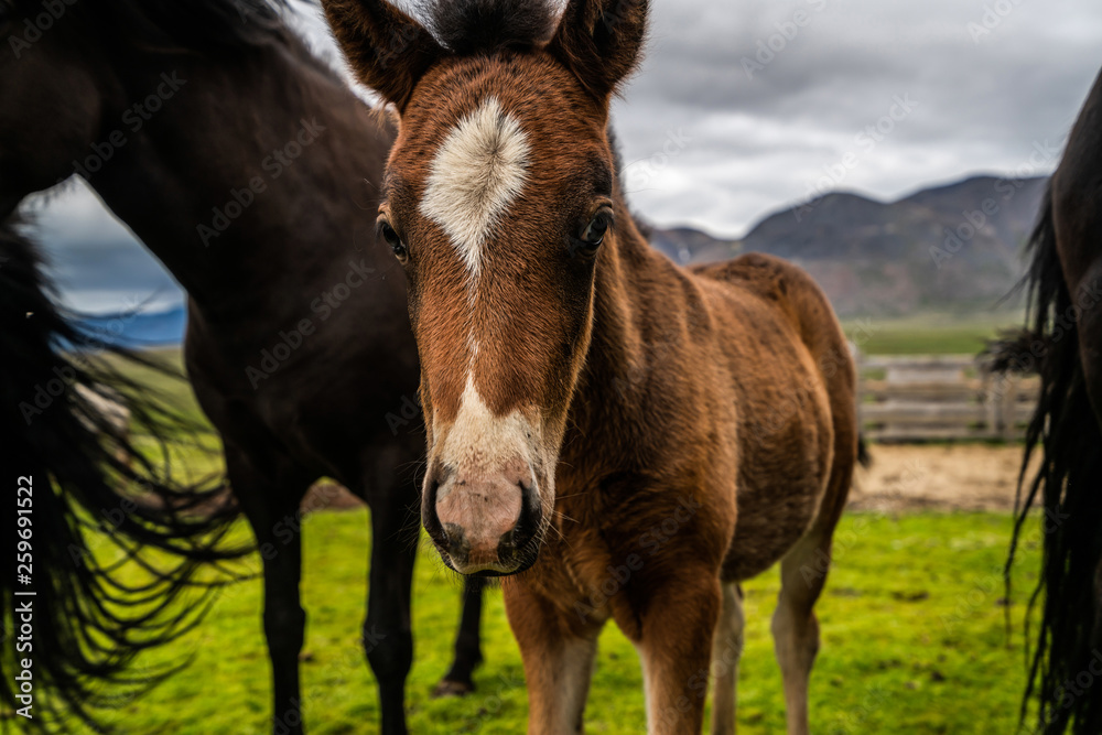 Icelandic horse in the field of scenic nature landscape of Iceland. The Icelandic horse is a breed o