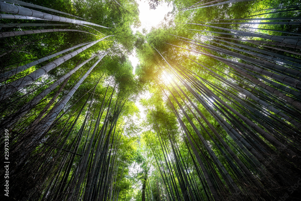 Arashiyama Bamboo Forest famous place in Kyoto Japan. - The Arashiyama Bamboo Grove is one of Kyoto’