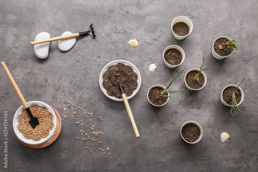 Pots with plants, soil, seeds and gardening tools on grey table