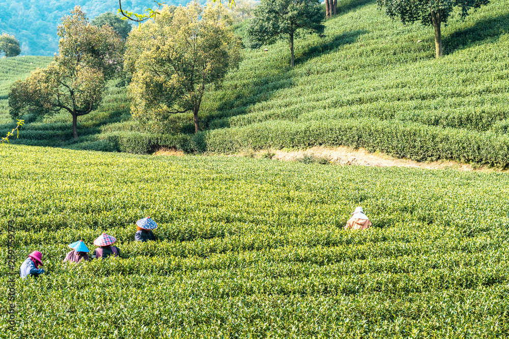 中国杭州茶园景观