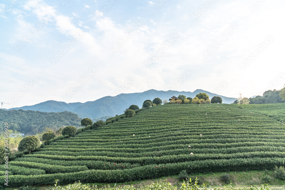 中国杭州龙井茶园