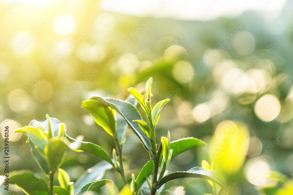 leaf of tea 