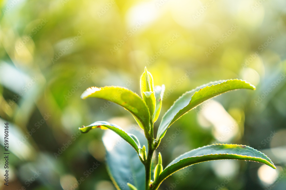 close-up of tea leaf 