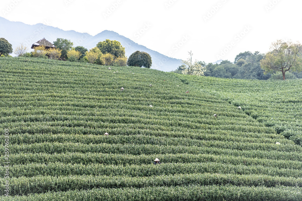 中国杭州茶园景观