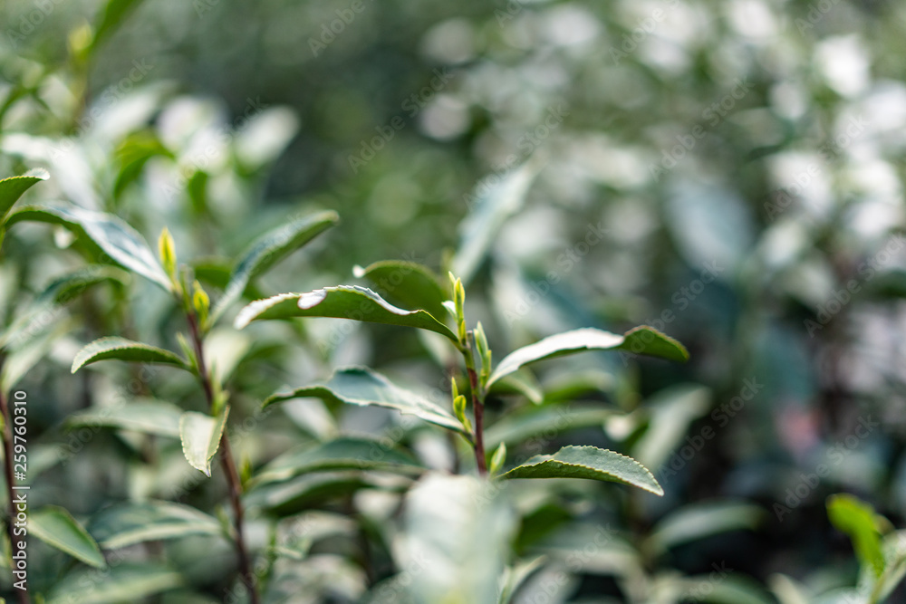 close-up of tea leaf 