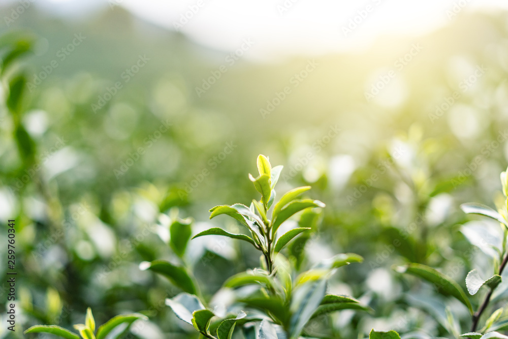 close-up of tea leaf 