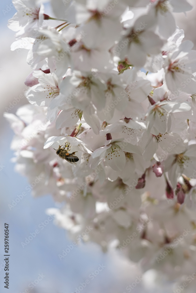 Biene bestäubt Kirschbaumblüten