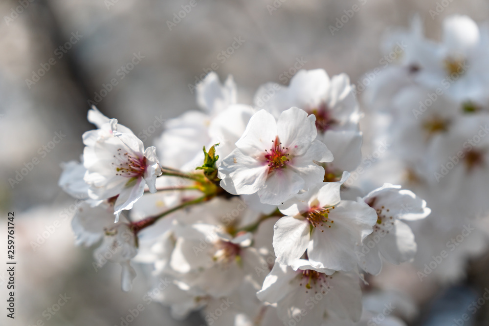 sakura in park