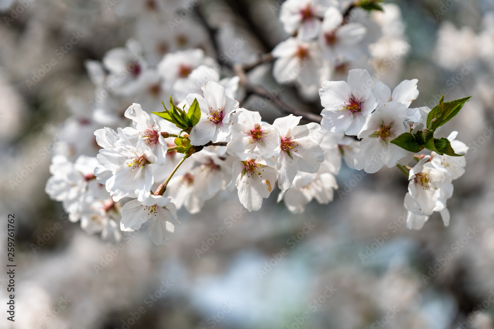 sakura in park