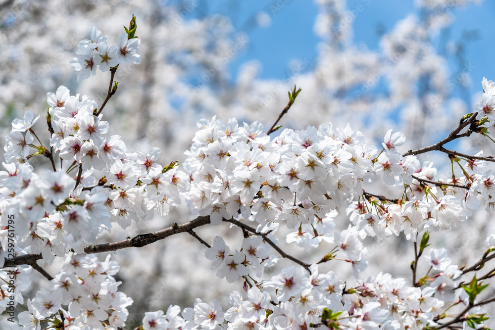 sakura in japan