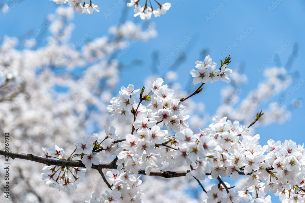 sakura in japan