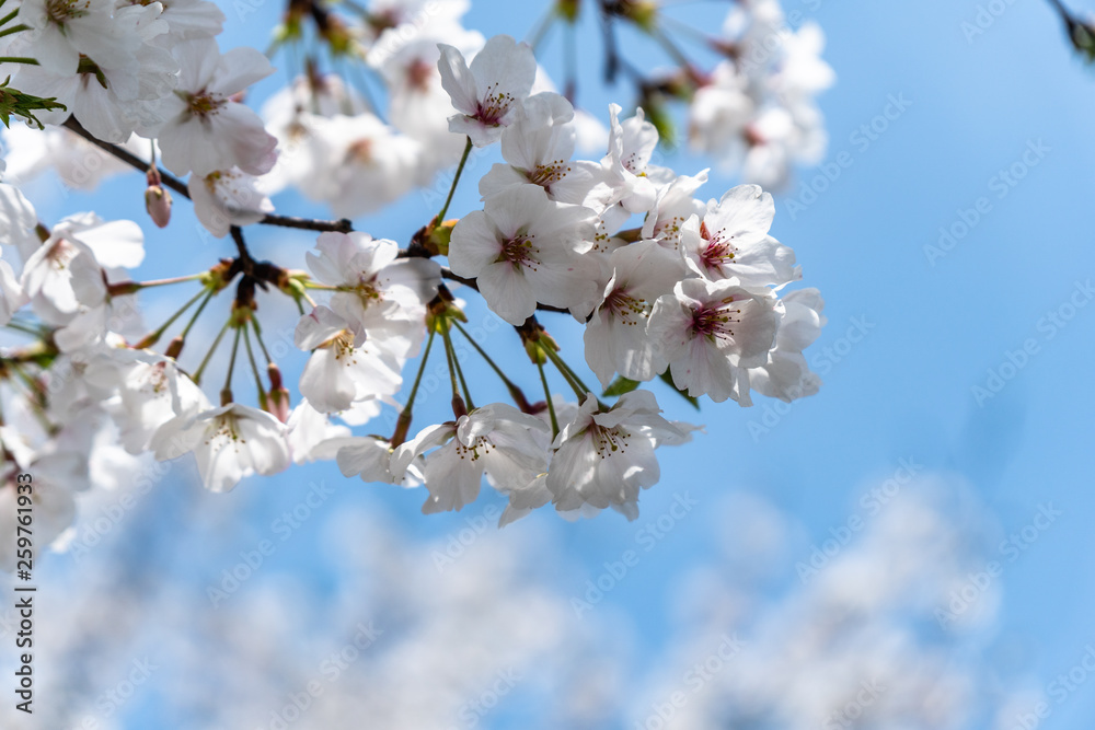 sakura in park