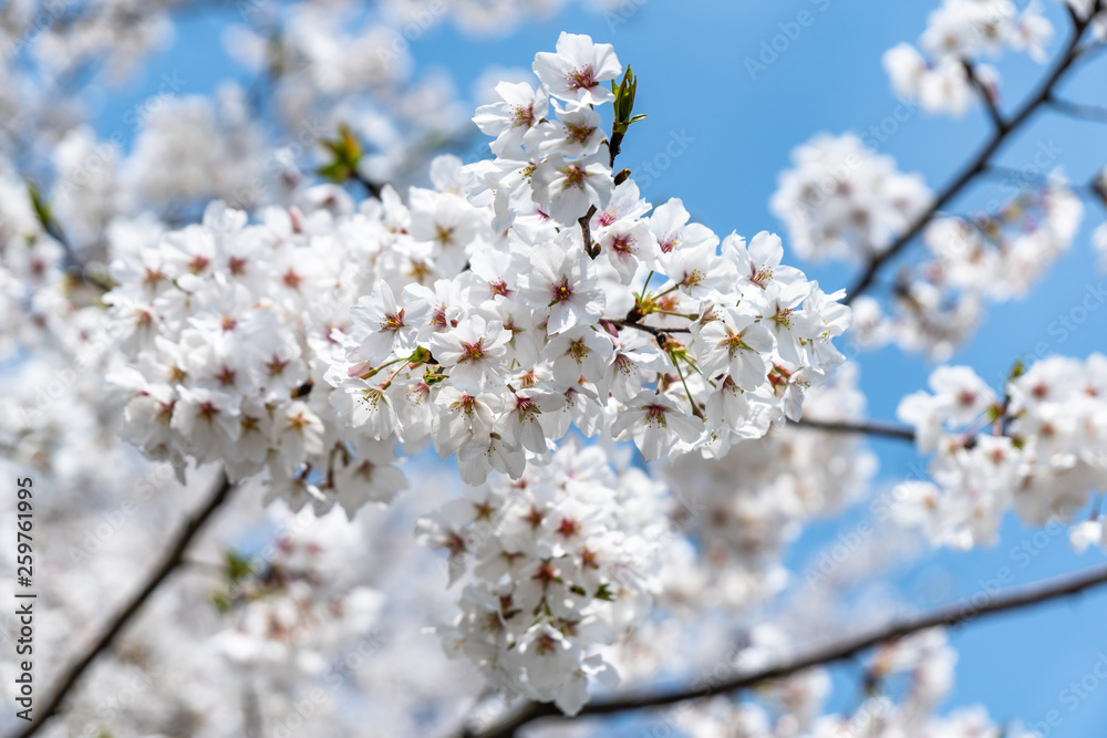 日本的樱花