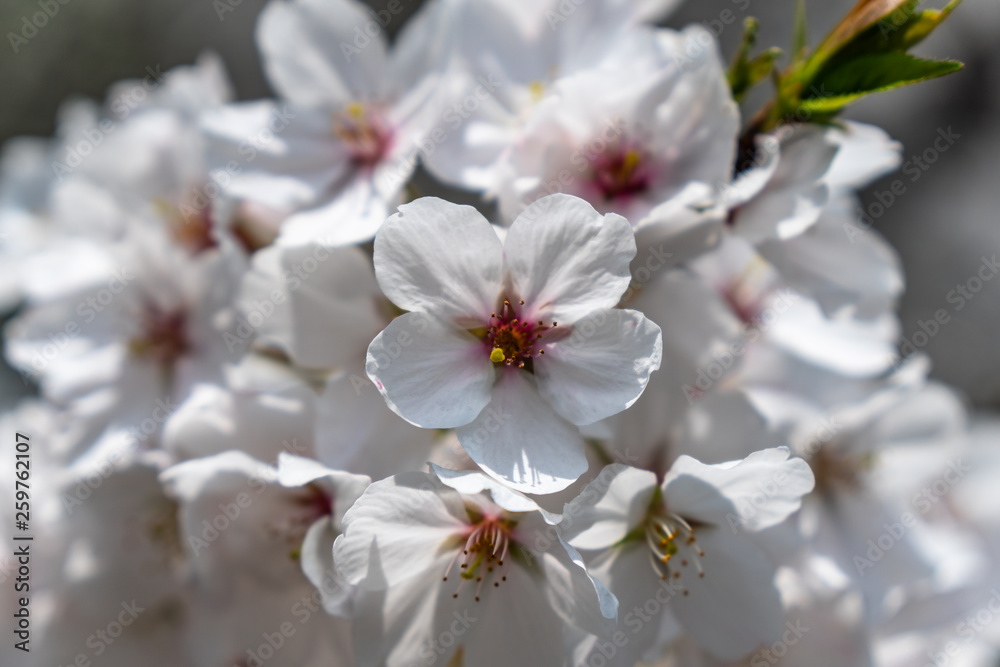 sakura in japan