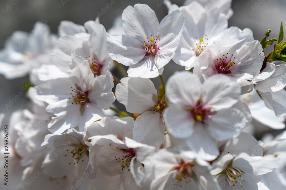 sakura in park