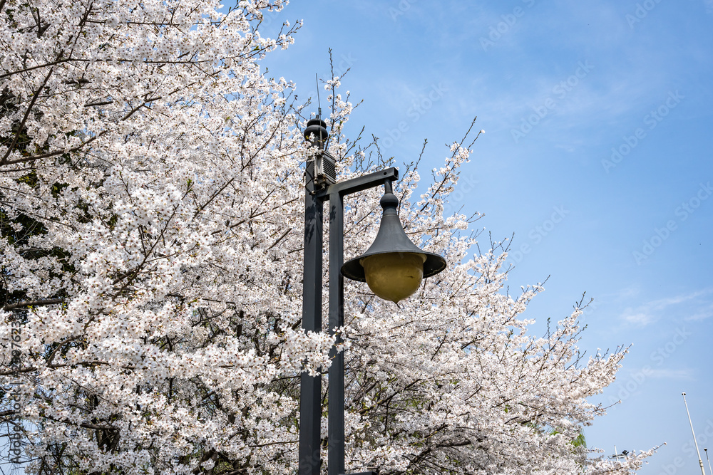 sakura in park