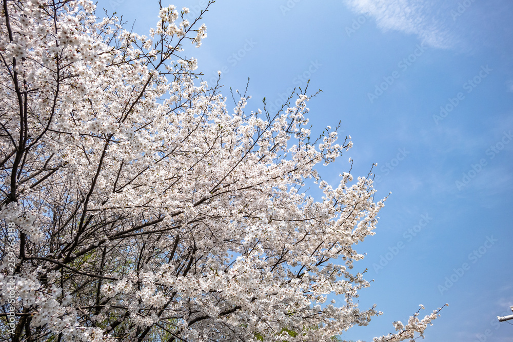 日本的樱花