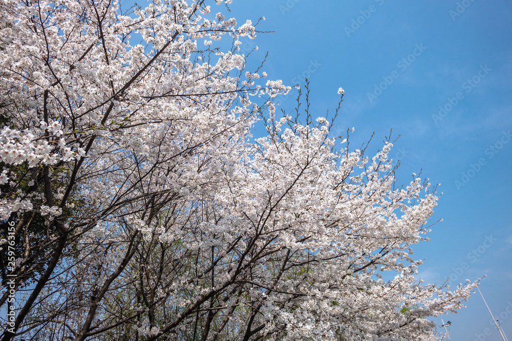 日本的樱花