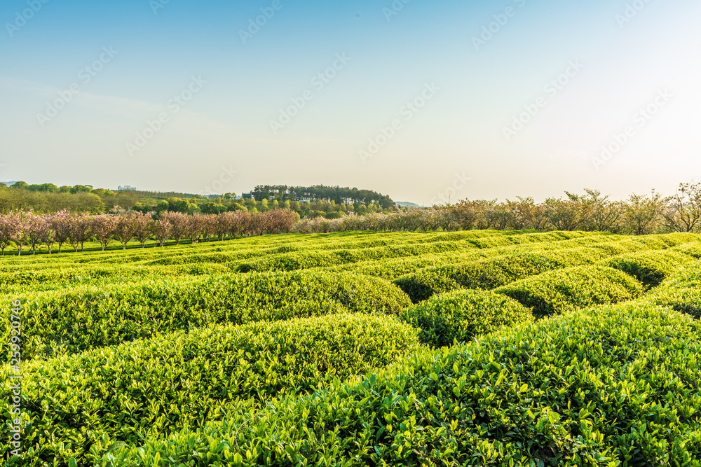 茶园背景——晨光中的茶园