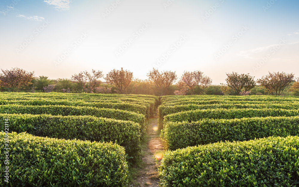 茶园背景——晨光中的茶园