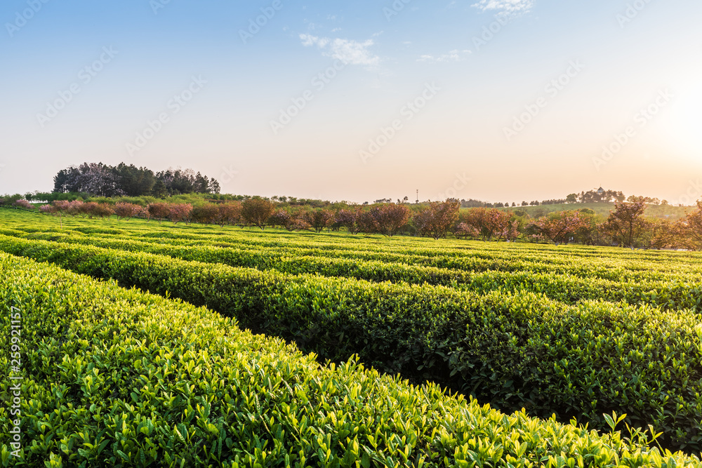 茶园背景——晨光中的茶园