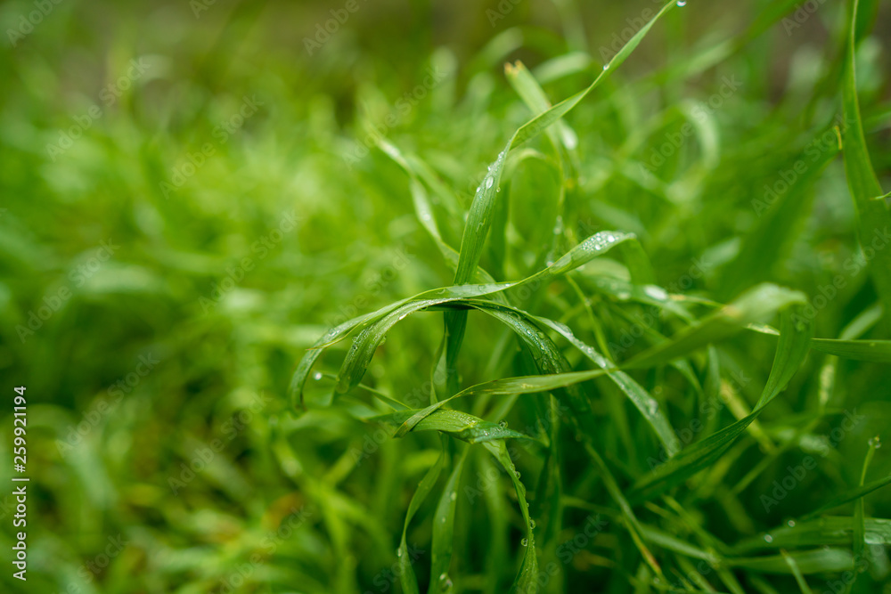 Grass macro on rainy day, water droplets