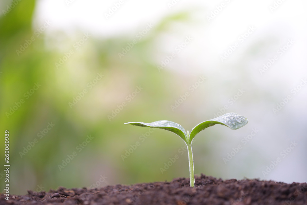 Young green sappling plant with dew growing