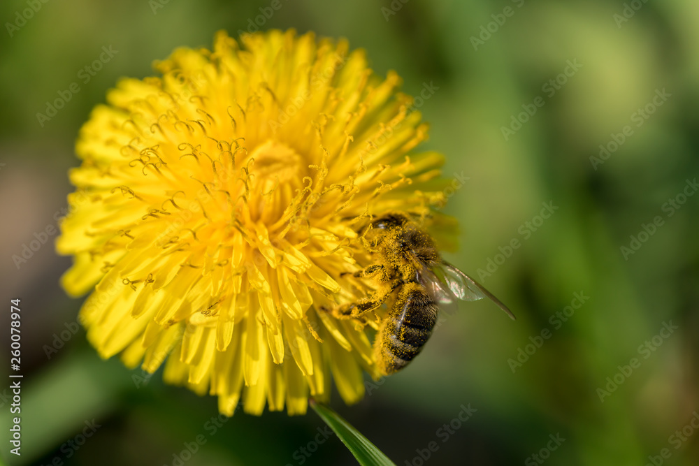 Honey bee collecting pollen on a dandelion