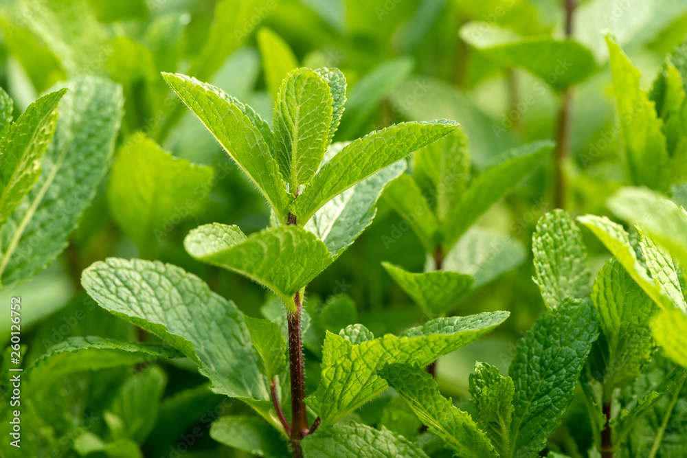 Mint plant grow at vegetable garden