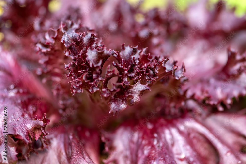 Organic hydroponic vegetable cultivation farm