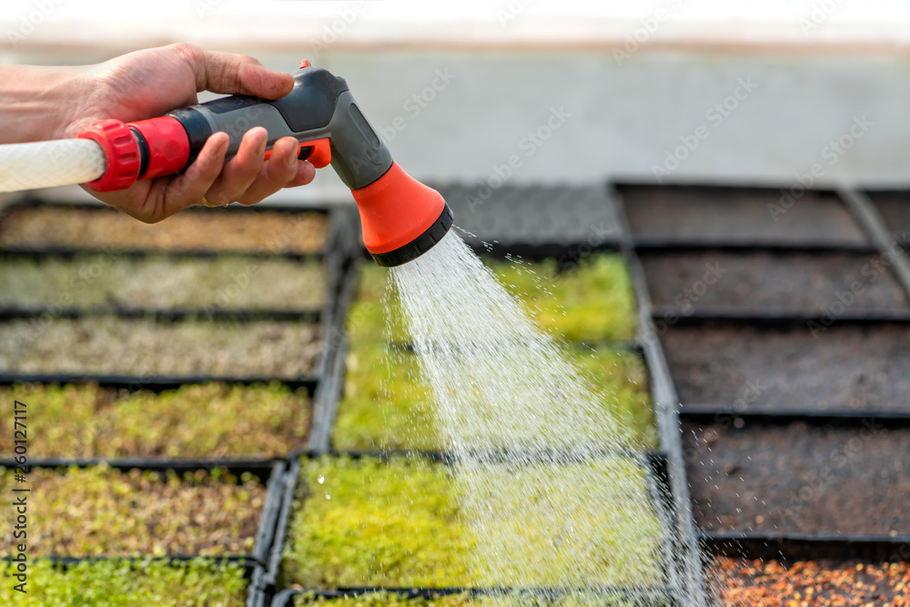 Watering plant in greenhouse garden