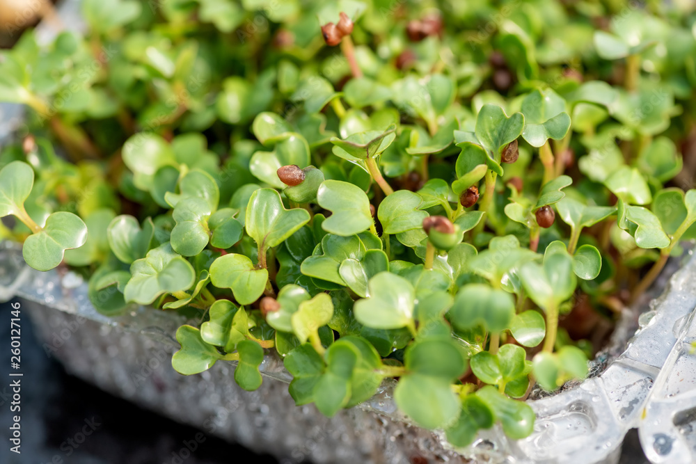 Microgreen sprouts raw sprouts