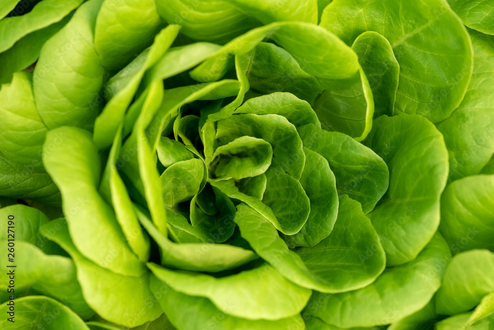 Corn salad, green lettuce leaves background