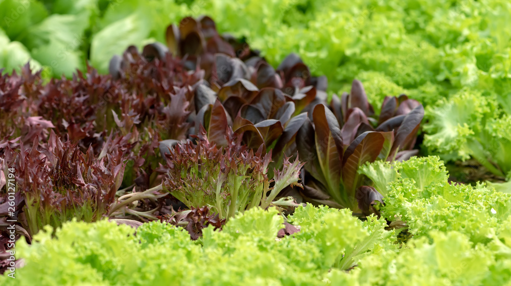 Organic hydroponic vegetable cultivation farm